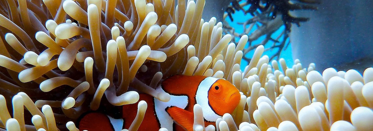 Clownfish peeking through sea anemone in the Great Barrier Reef